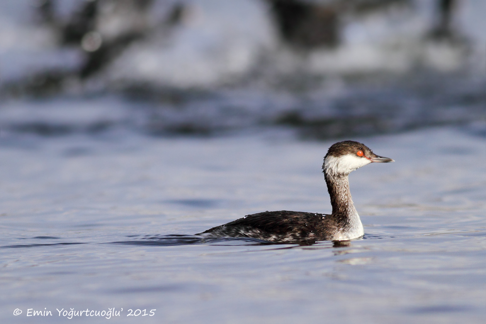 Horned Grebe