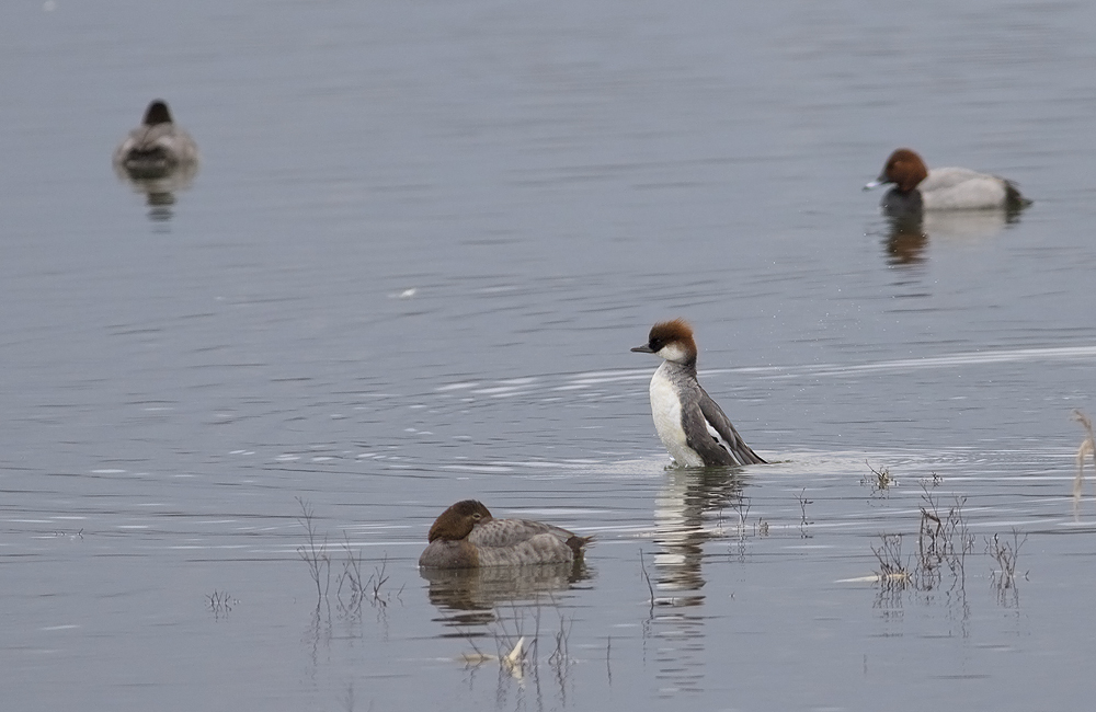 Smew