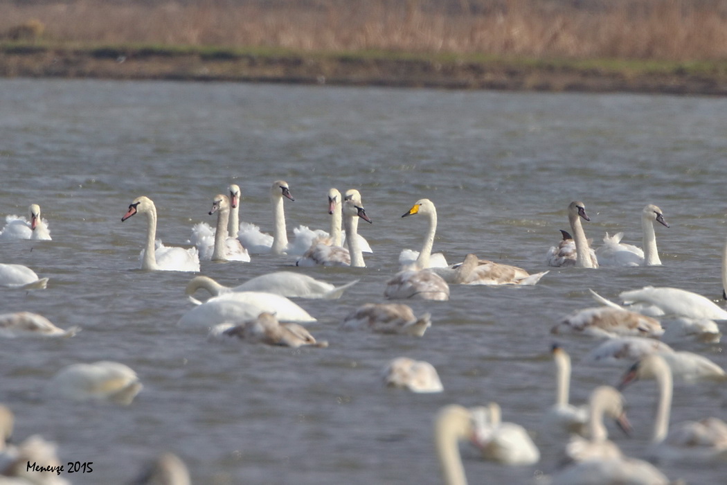 Whooper Swan