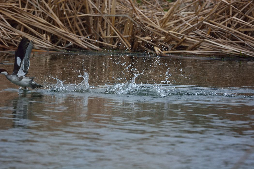 Smew