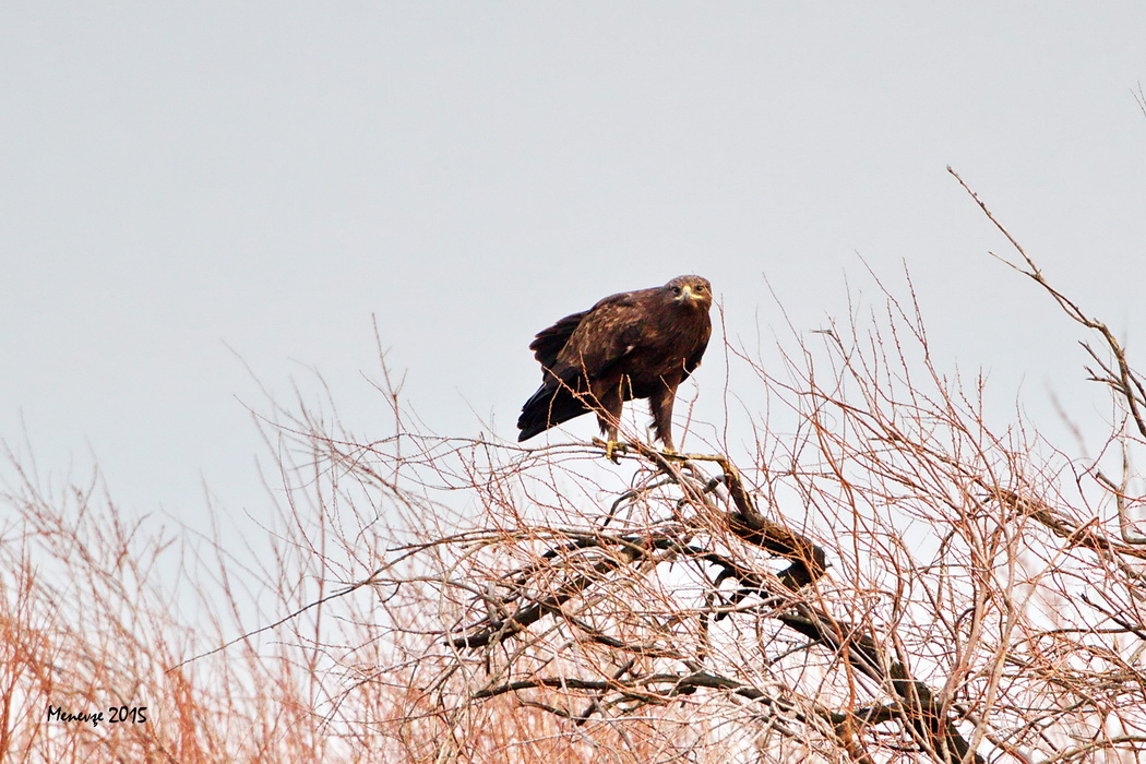 Greater Spotted Eagle