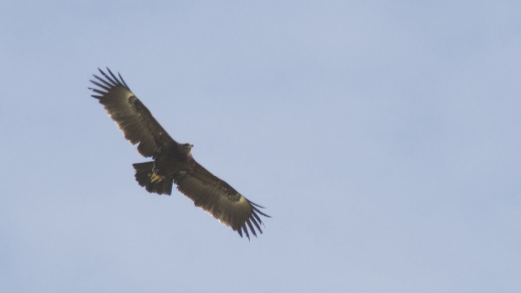 Greater Spotted Eagle