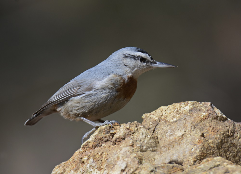 Anadolu Sıvacısı