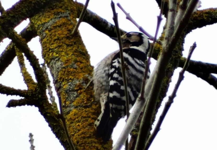 Lesser Spotted Woodpecker