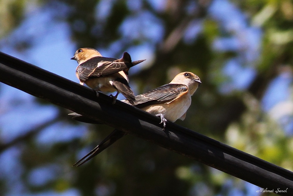 Red-rumped Swallow