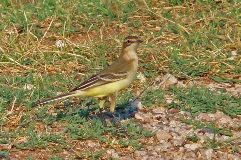 Western Yellow Wagtail