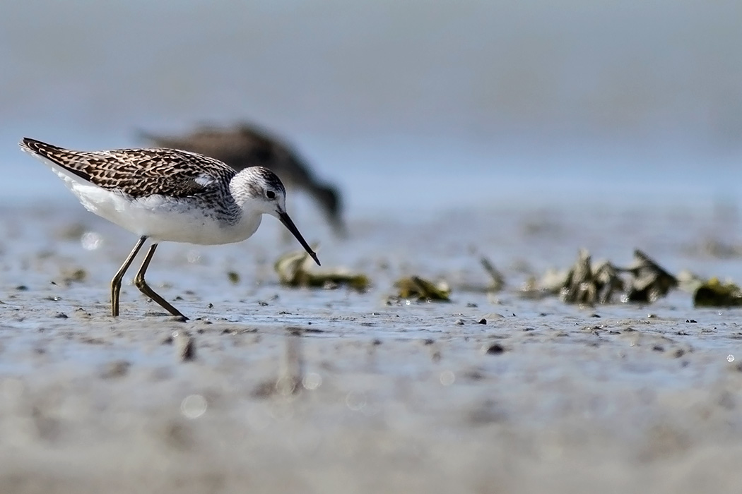Marsh Sandpiper