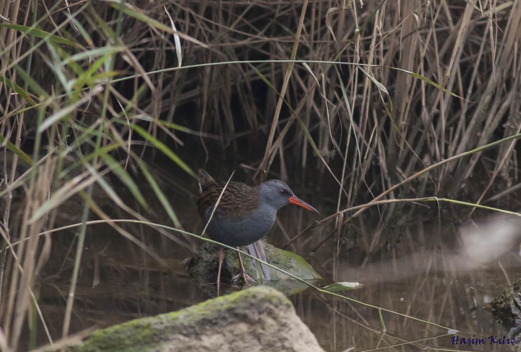 Water Rail