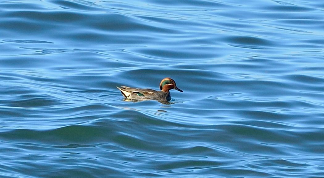 Eurasian Teal