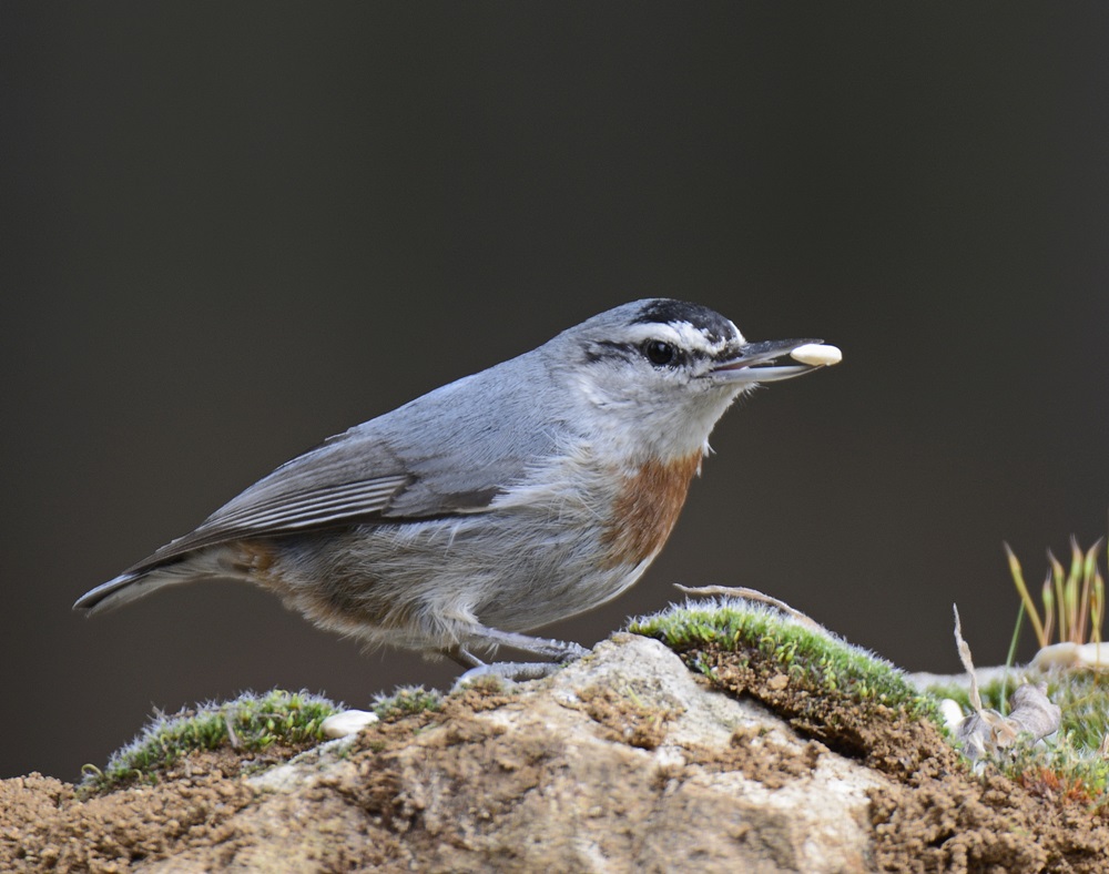 Krüper`s Nuthatch