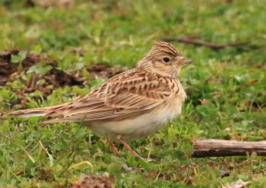 Eurasian Skylark
