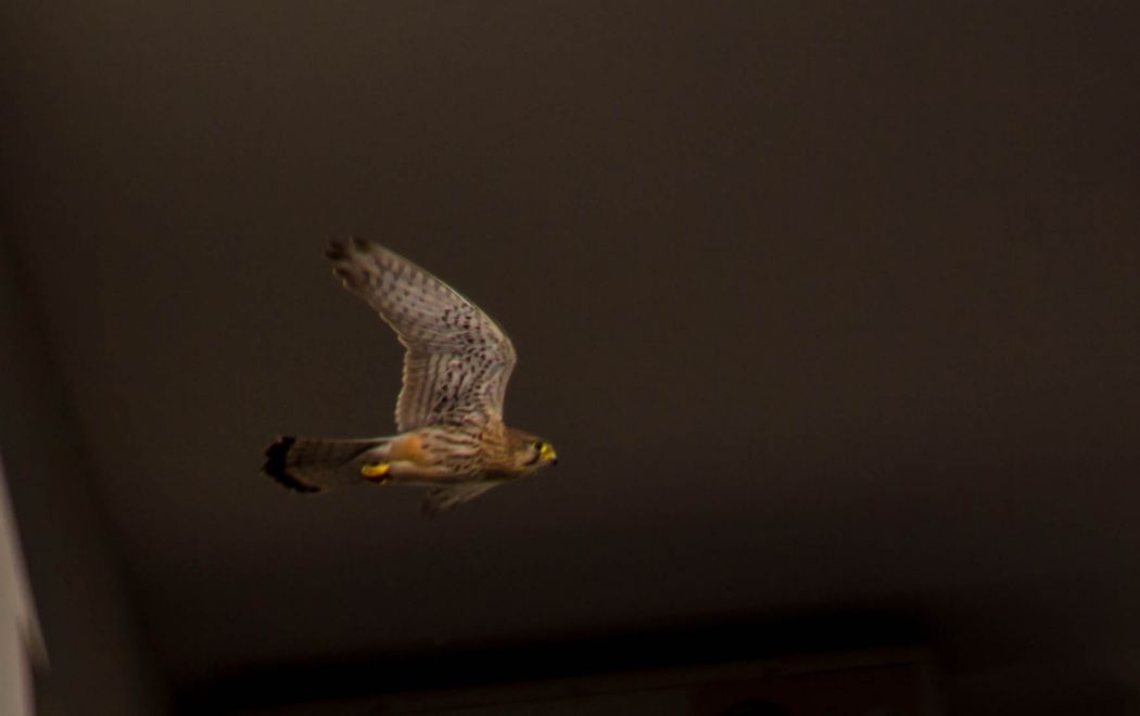 Common Kestrel