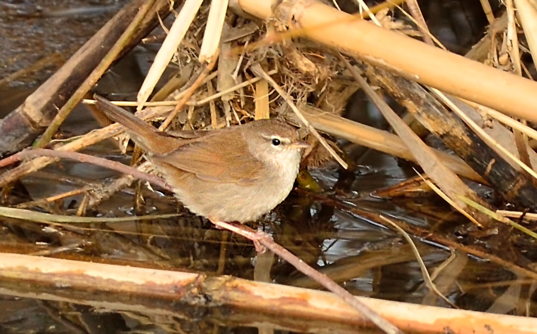 Cetti`s Warbler