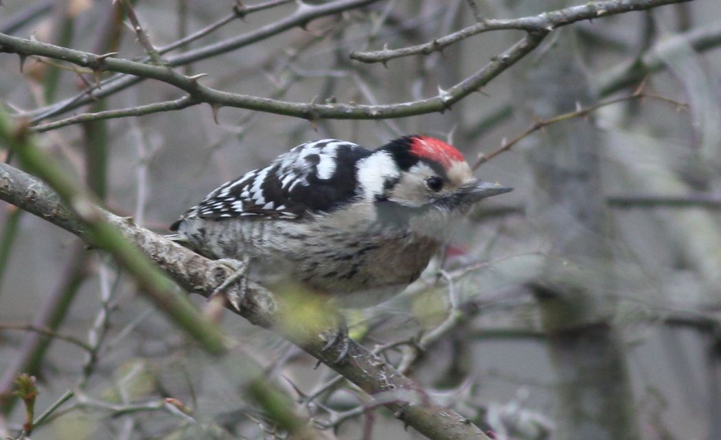 Lesser Spotted Woodpecker