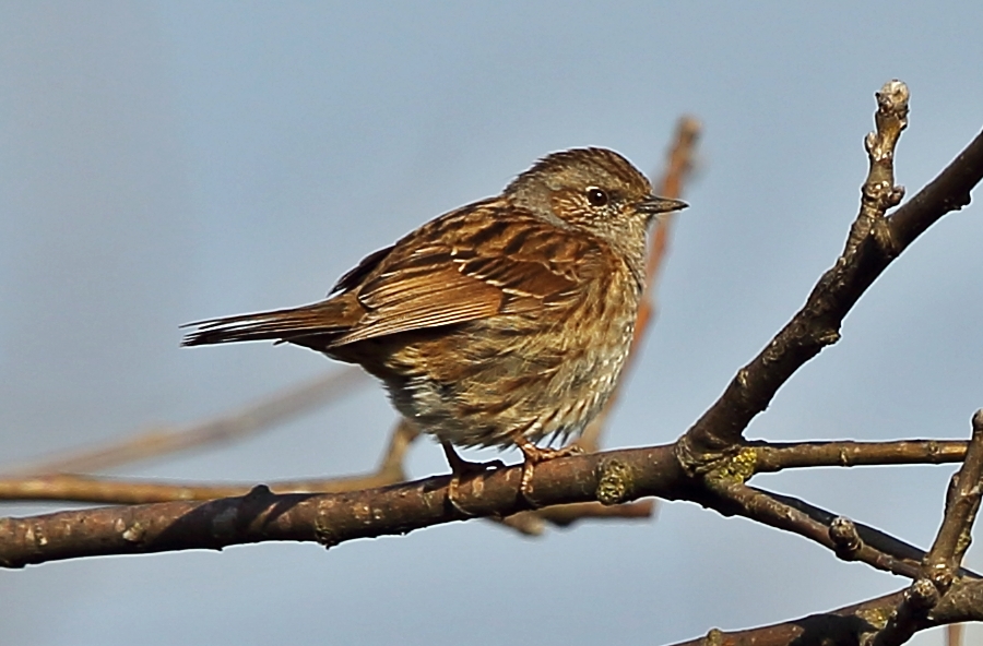 Dunnock