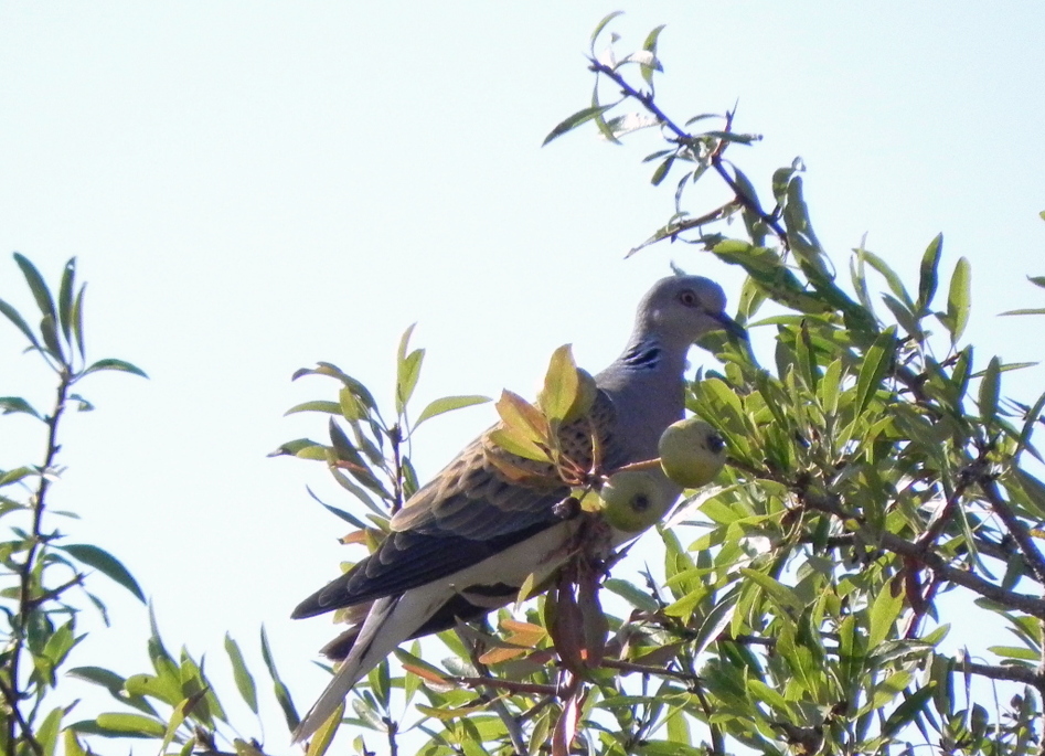 European Turtle Dove