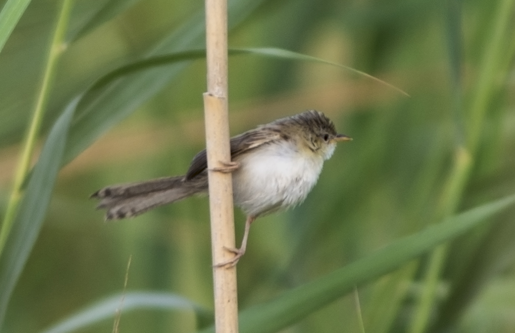 Delicate Prinia