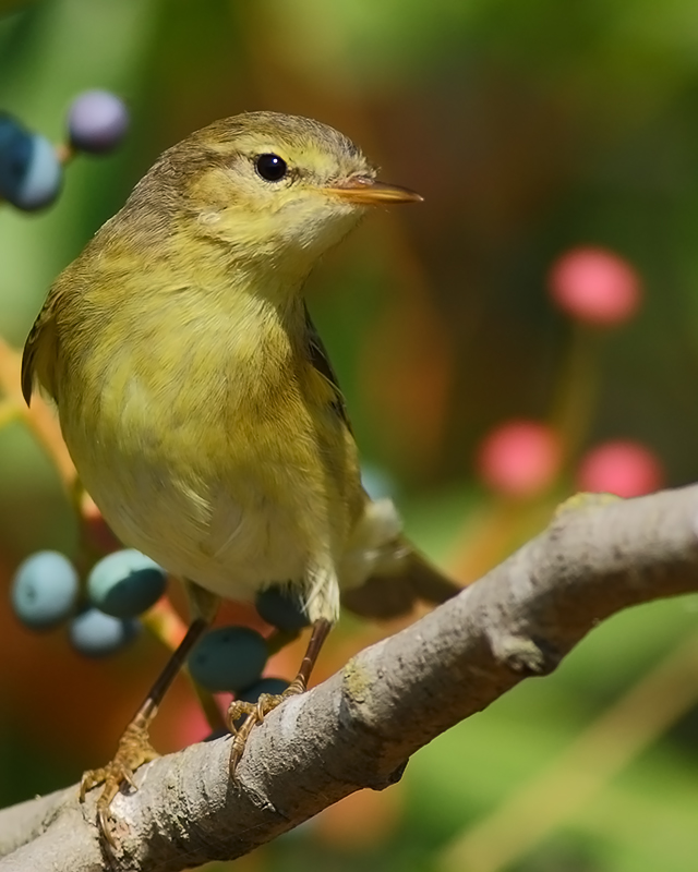 Willow Warbler
