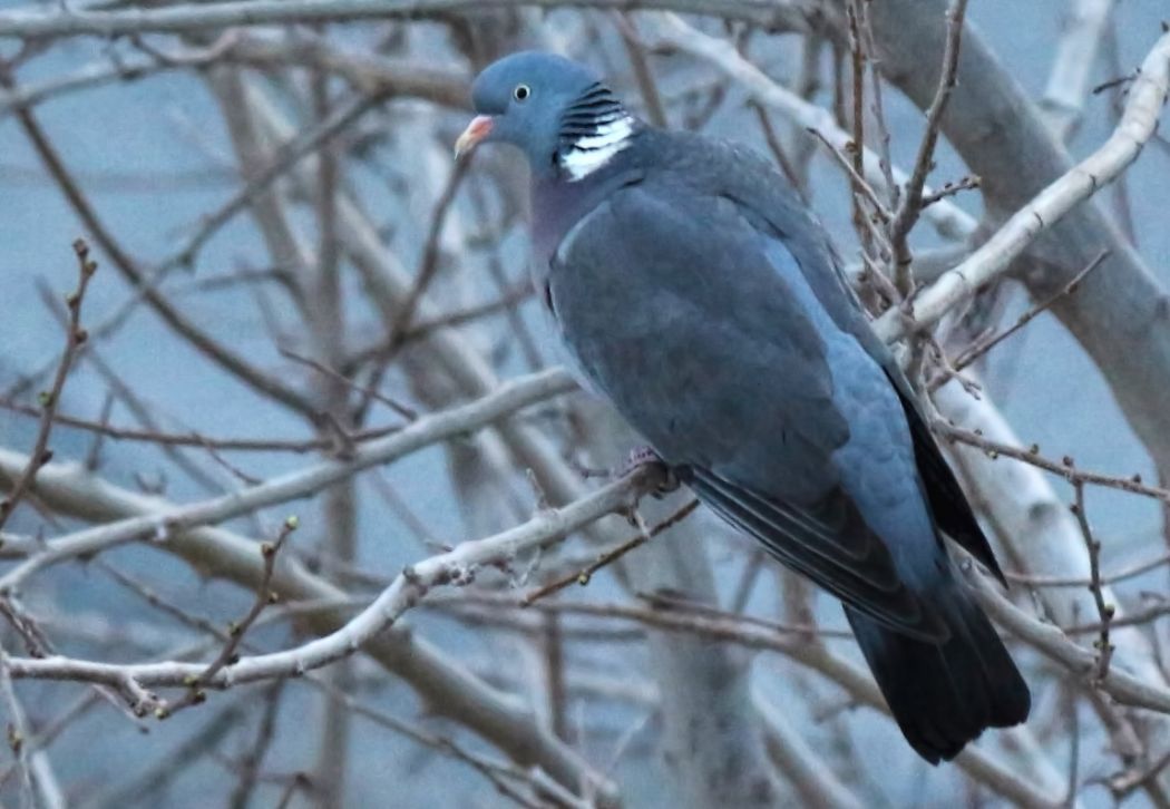 Common Wood Pigeon