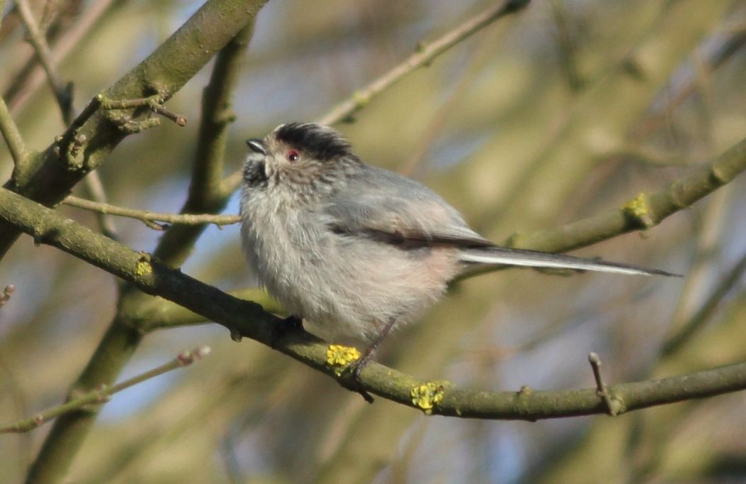 Long-tailed Tit