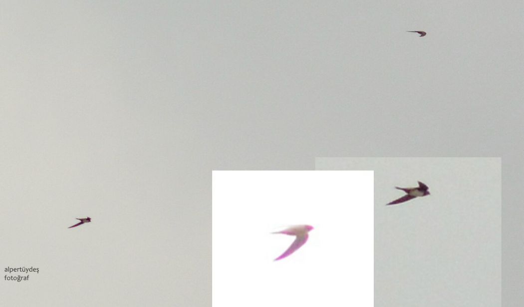 Alpine Swift