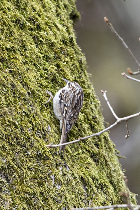 Short-toed Treecreeper