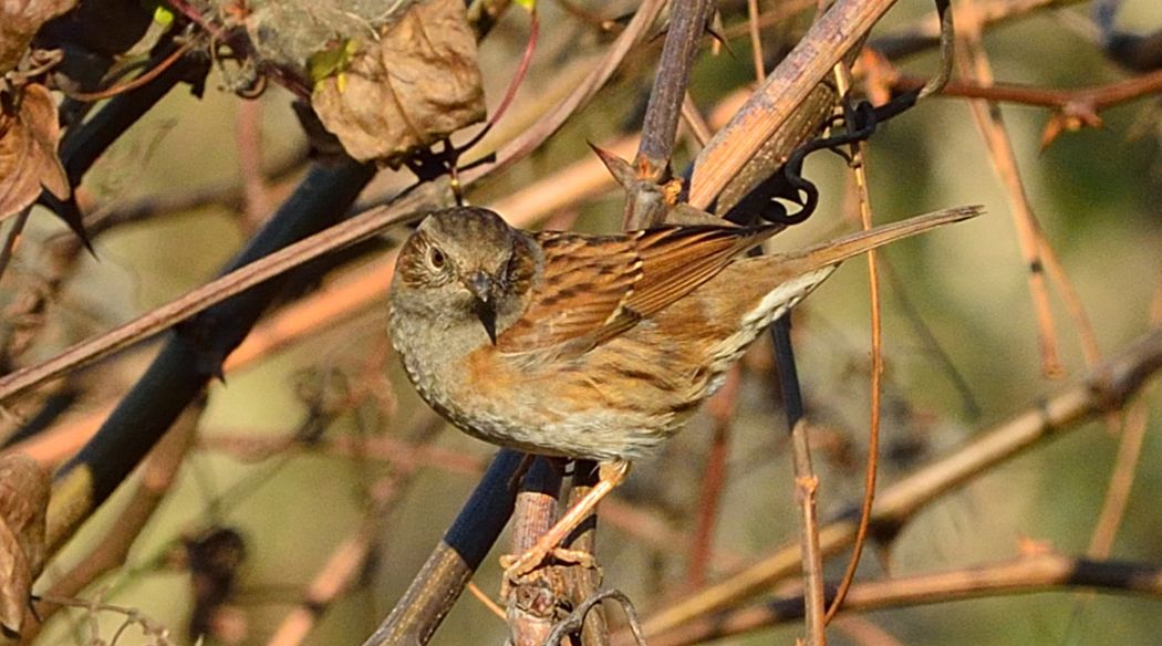 Dunnock