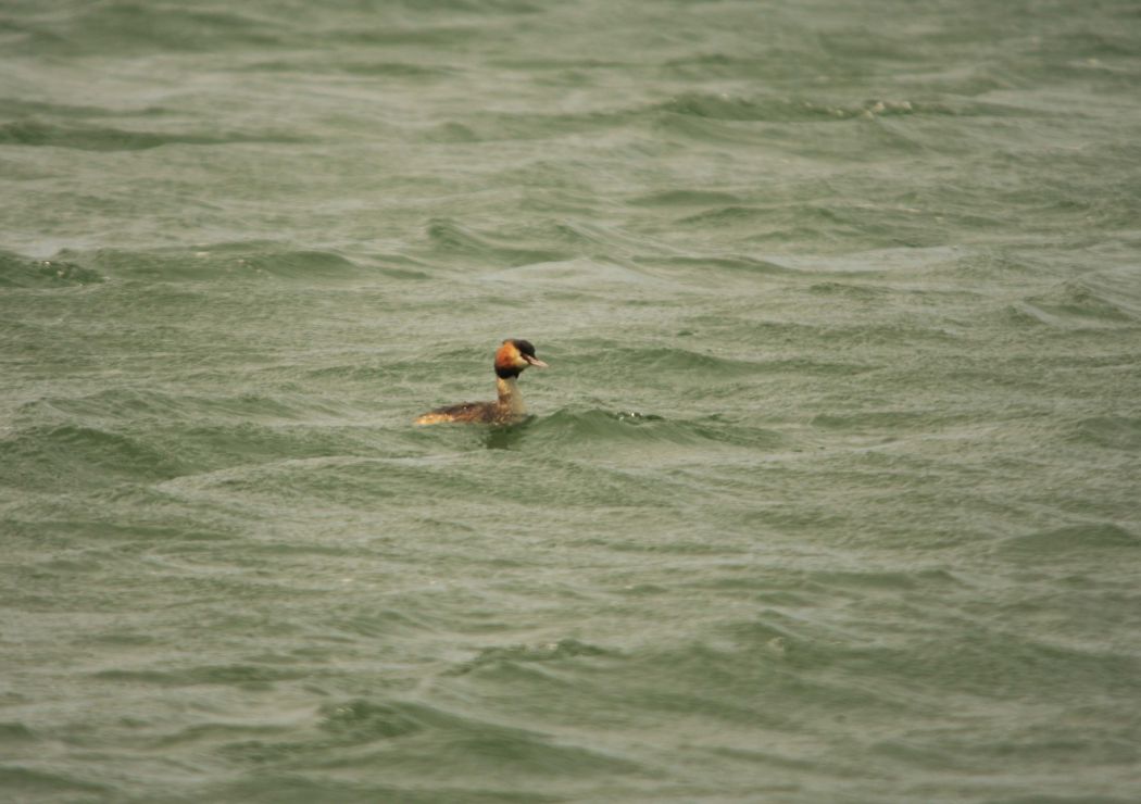 Great Crested Grebe