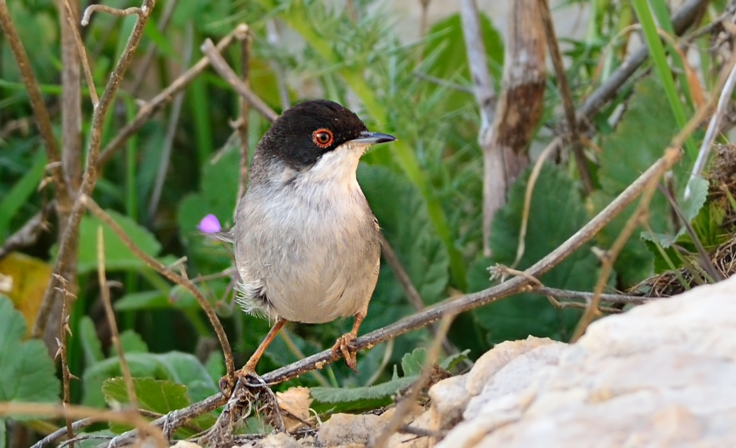 Menetries`s Warbler