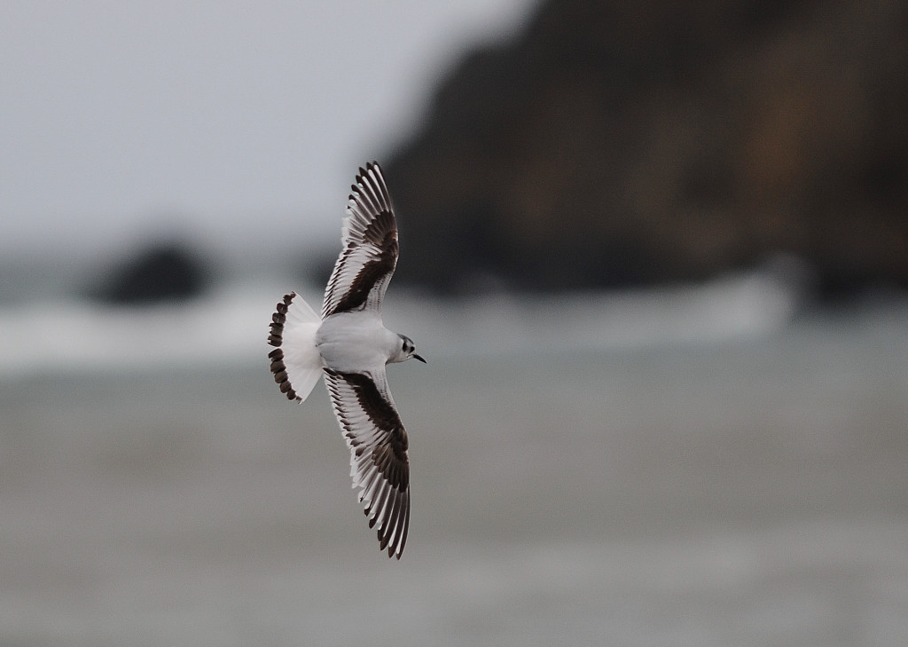Little Gull