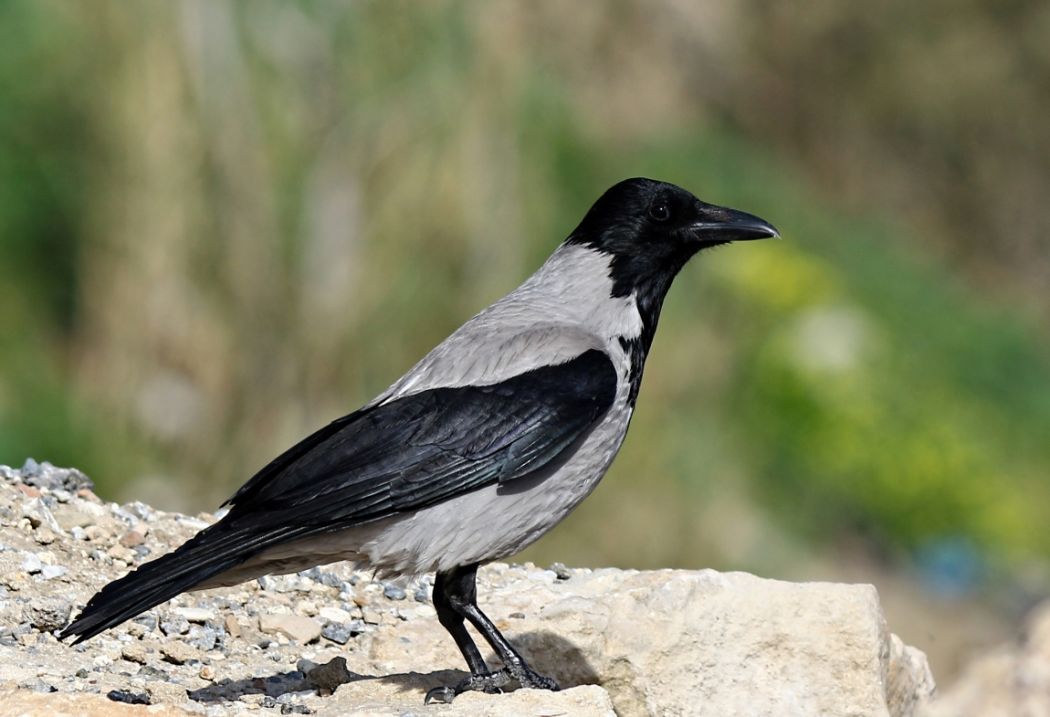 Leş Kargası