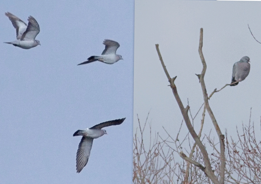 Stock Dove