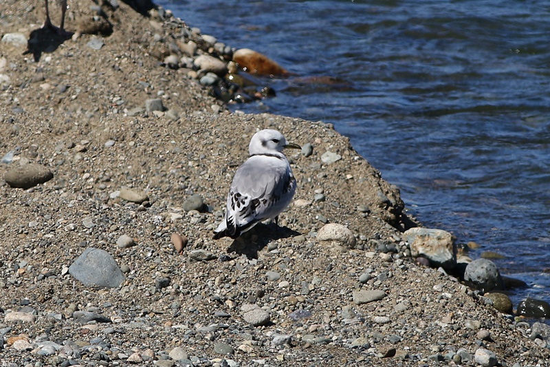 Black-legged Kittiwake
