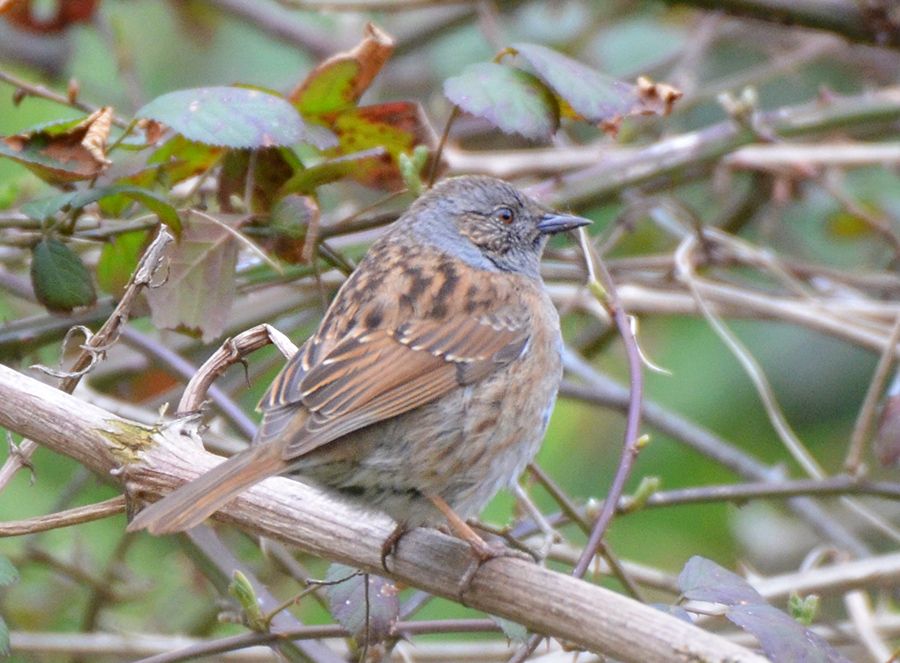 Dunnock