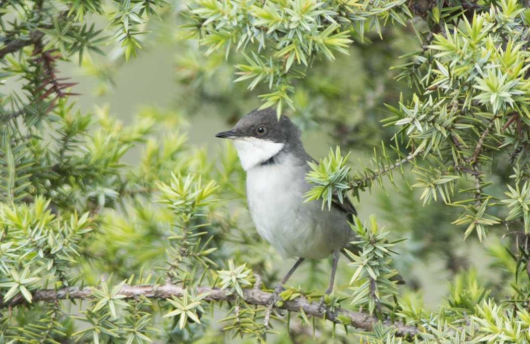 Eastern Orphean Warbler