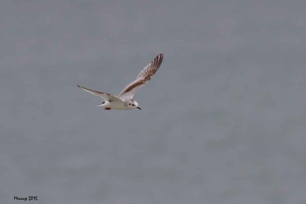 Little Gull