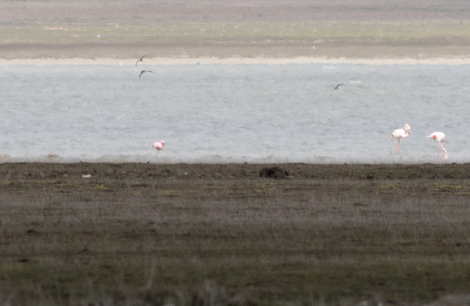 Küçük Flamingo