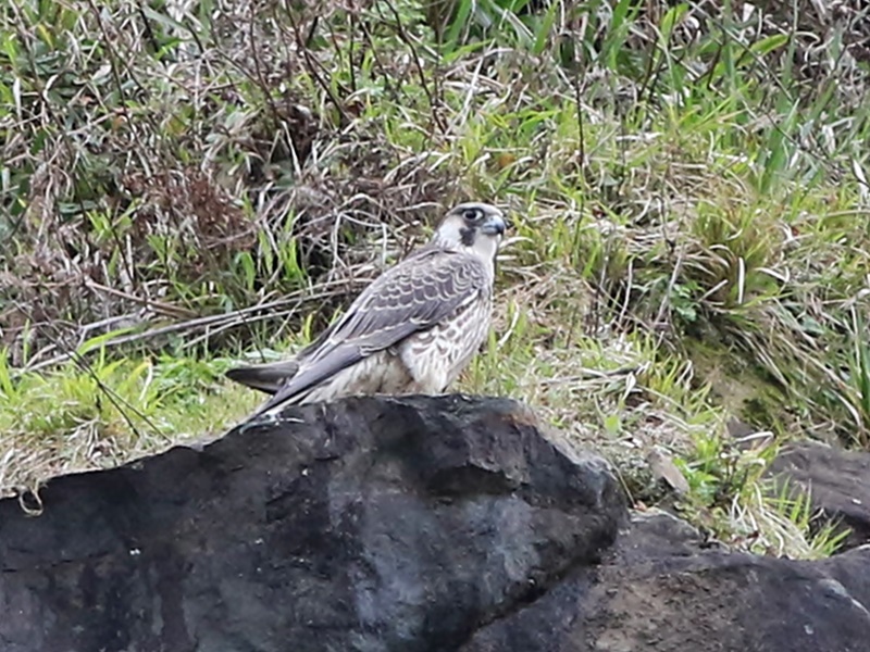 Gök Doğan