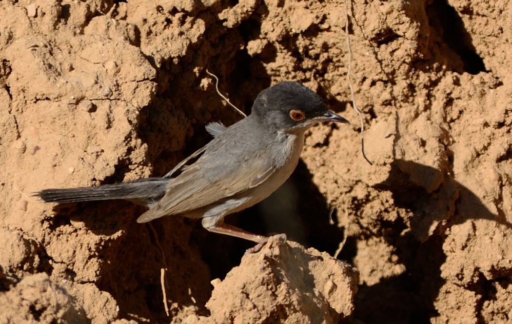 Menetries`s Warbler