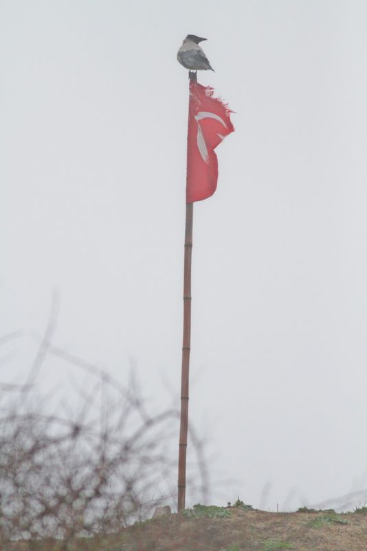 Leş Kargası