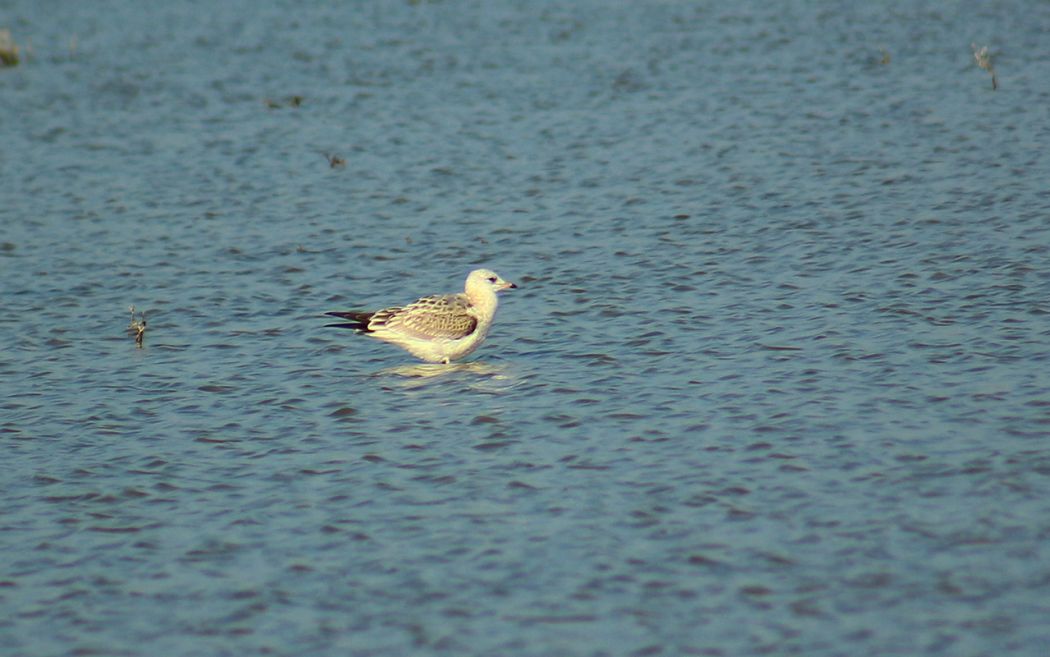 Common Gull