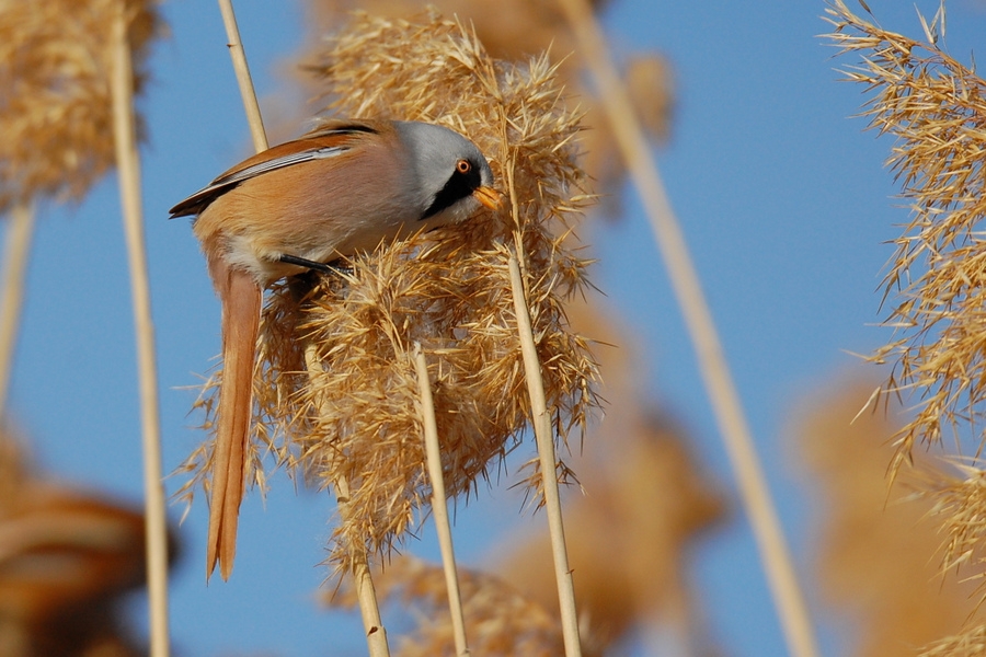 Bearded Reedling
