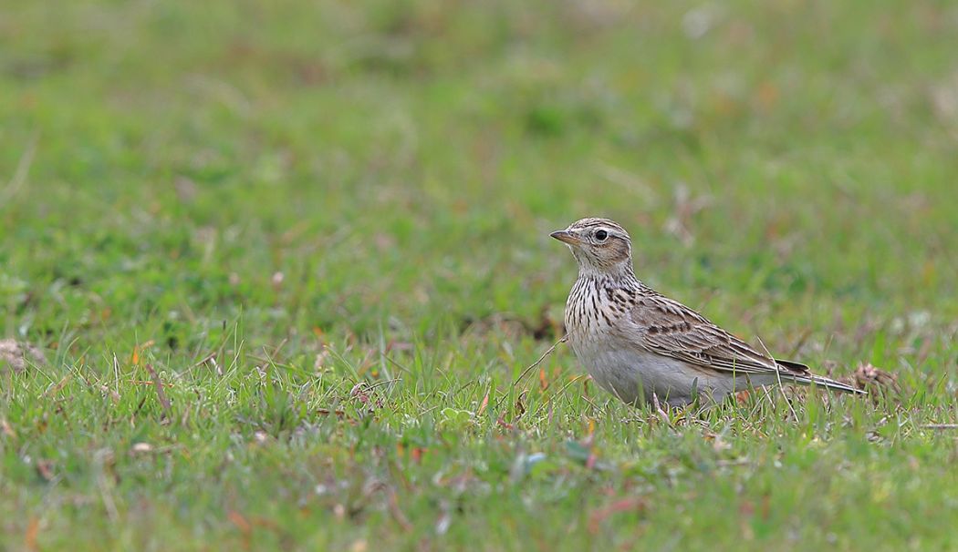 Eurasian Skylark
