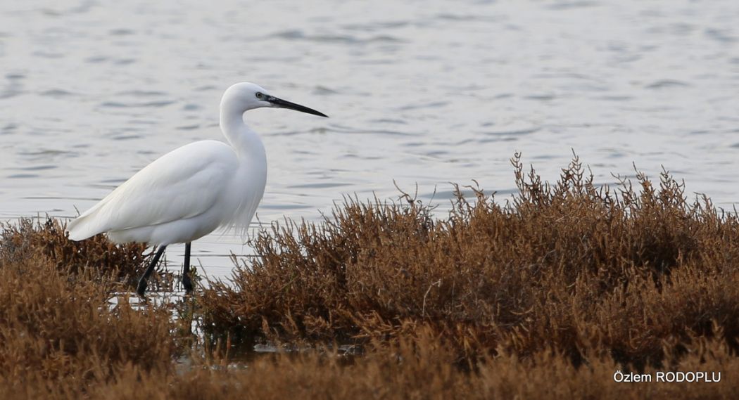 Little Egret