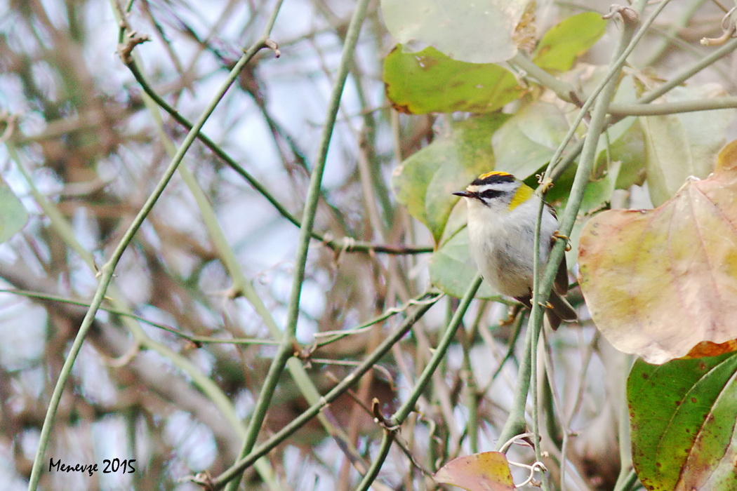 Common Firecrest