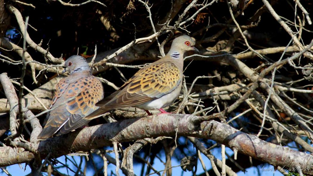 European Turtle Dove