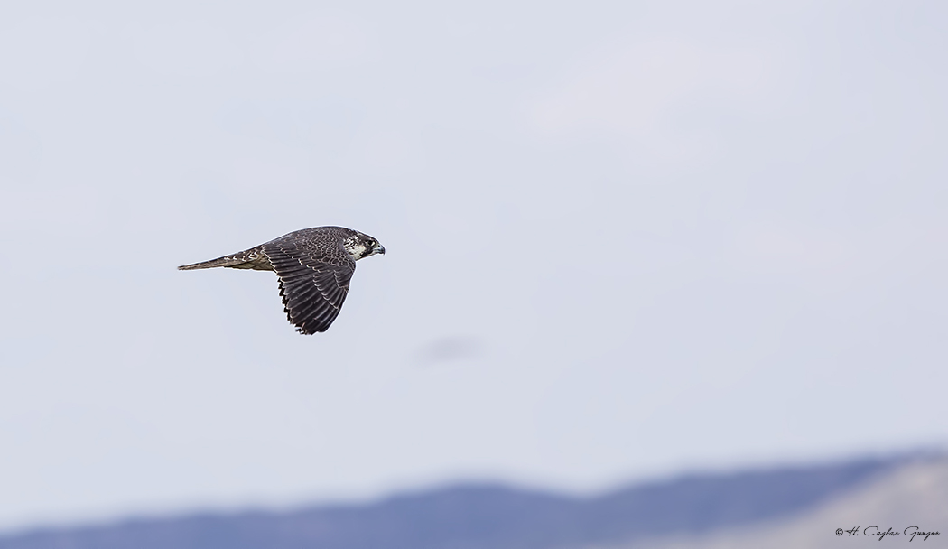Peregrine Falcon