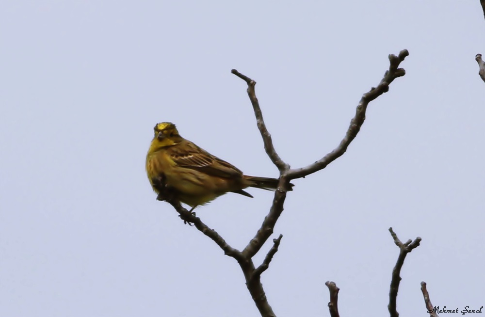 Yellowhammer