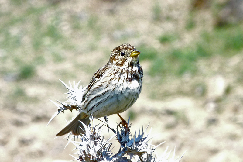 Corn Bunting