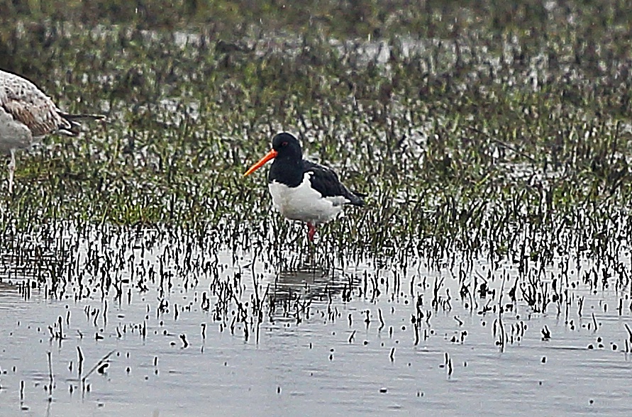 Eurasian Oystercatcher